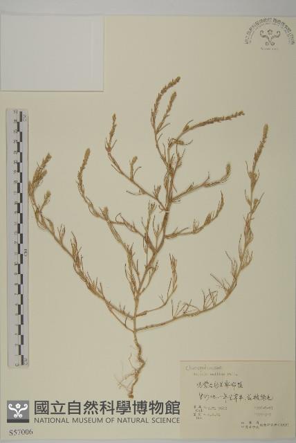 豬毛菜藏品圖，第1張