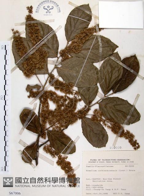 天料木藏品圖，第1張