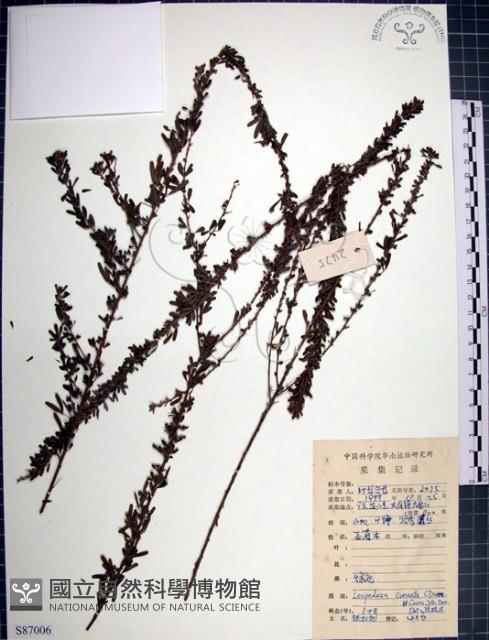 鐵掃帚、千里光藏品圖，第1張