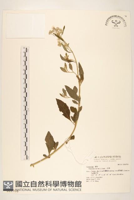 一枝香藏品圖，第1張