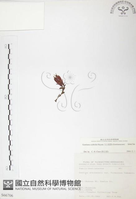 玉山龍膽藏品圖，第1張