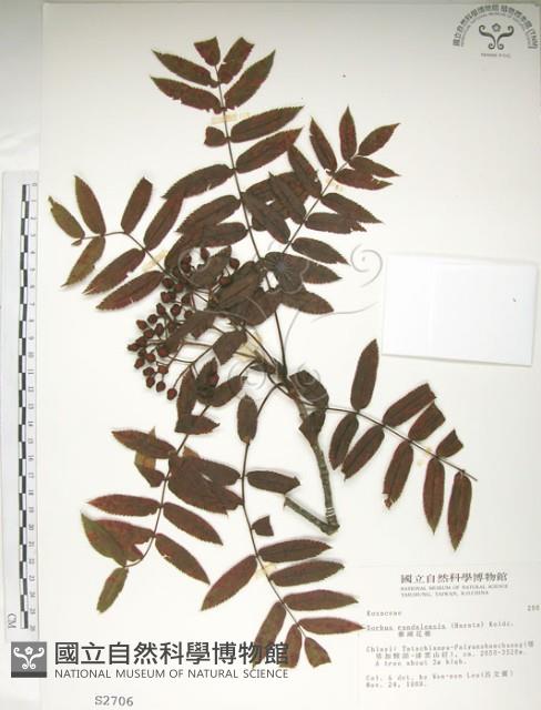 巒大花楸藏品圖，第1張