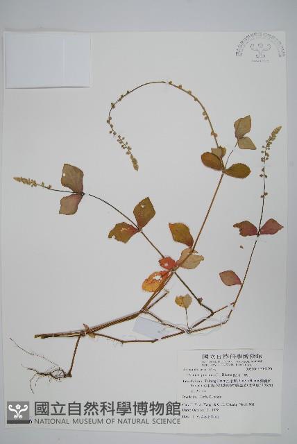 假川牛膝藏品圖，第1張