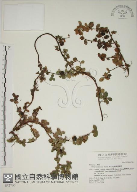 越橘葉蔓榕藏品圖，第1張