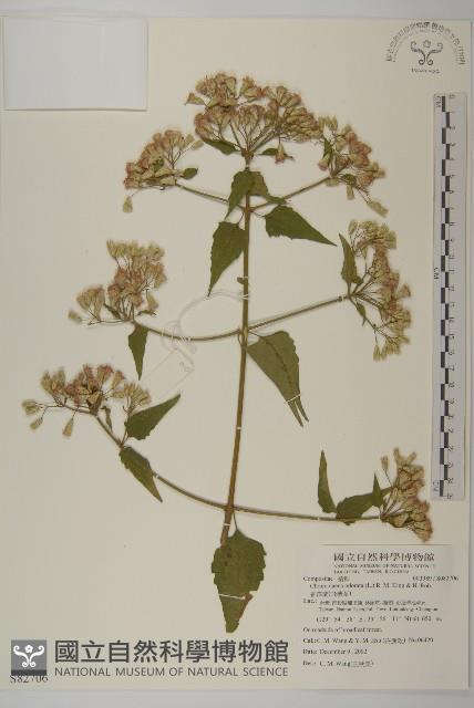 香澤蘭、飛機草藏品圖，第1張