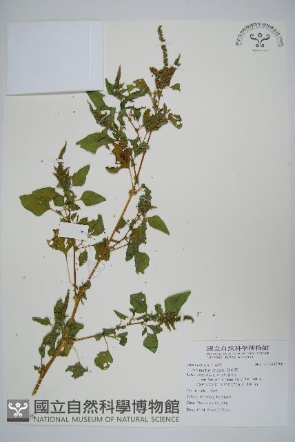 野莧菜藏品圖，第1張