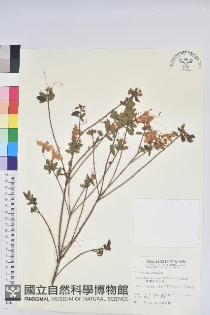 細葉杜鵑、南湖杜鵑、志佳陽杜鵑藏品圖，第1張