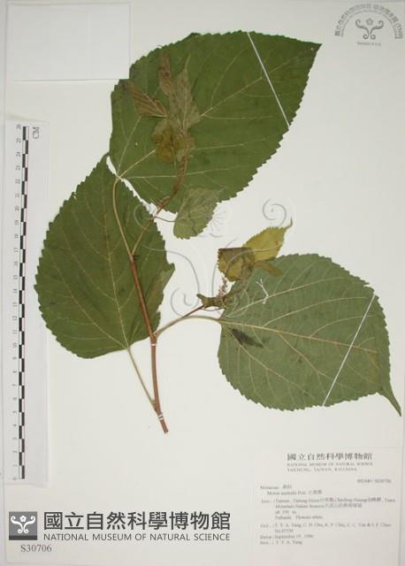 小桑樹藏品圖，第1張