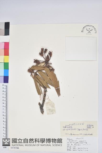 白毛粉鐘杜鵑藏品圖，第1張