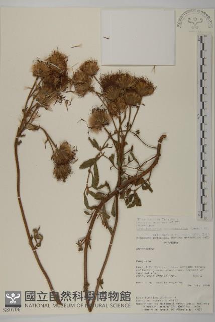 登錄號:S080706藏品圖，第1張