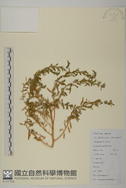 臭杏、土荊芥藏品圖，第1張