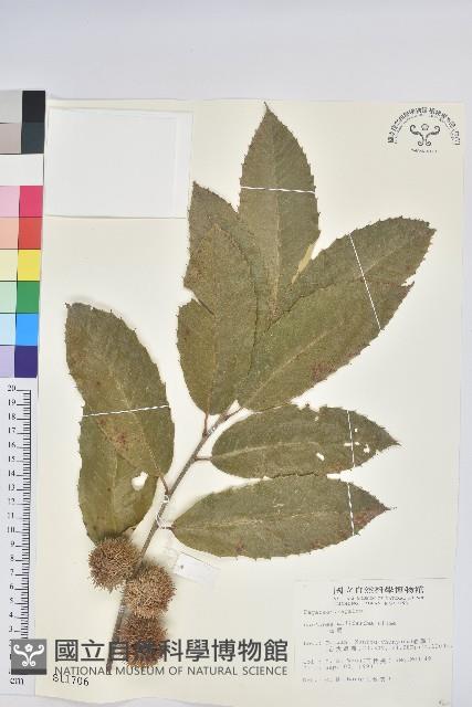 板栗藏品圖，第1張