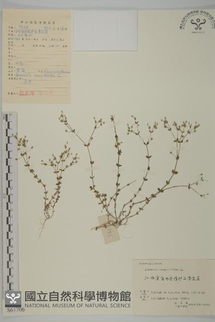 無心菜、鵝不食草藏品圖，第1張