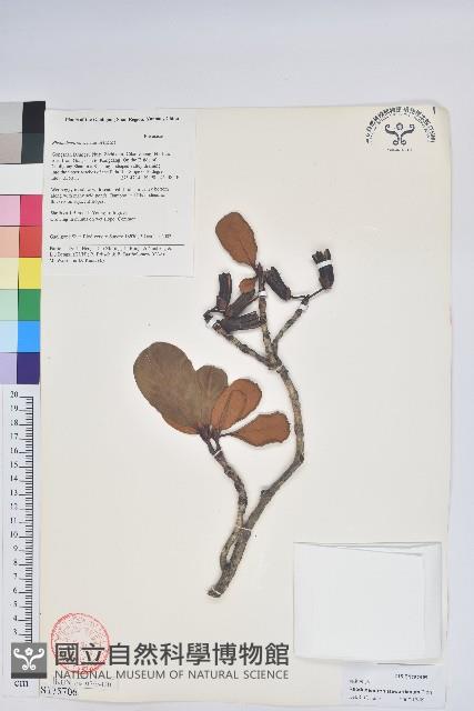 多趣杜鵑藏品圖，第1張