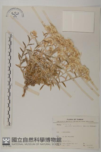 抱莖籟簫藏品圖，第1張