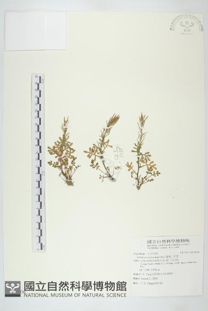 臺灣山芥菜藏品圖，第1張