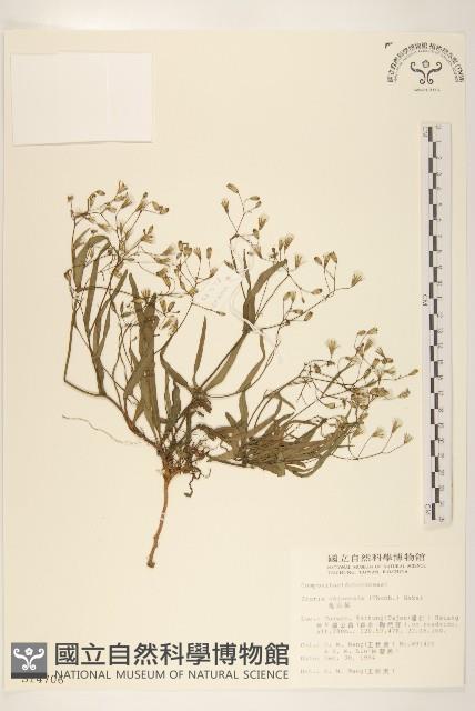 兔仔菜藏品圖，第1張