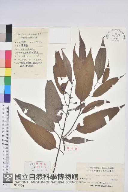 錐栗藏品圖，第1張