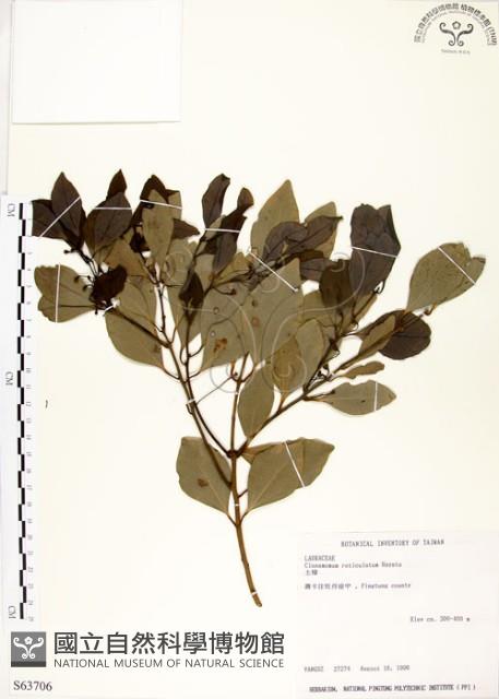 土樟藏品圖，第1張