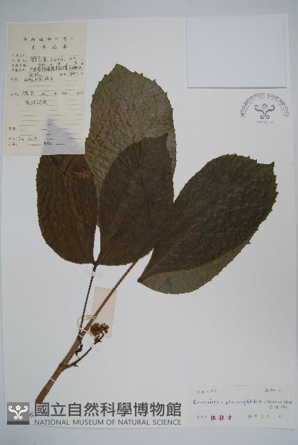 顯脈羅傘藏品圖，第1張