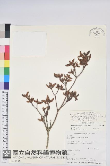 台灣高山杜鵑藏品圖，第1張