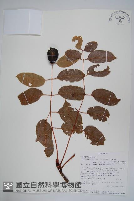 伯爾硬胡桃、酒樹藏品圖，第1張