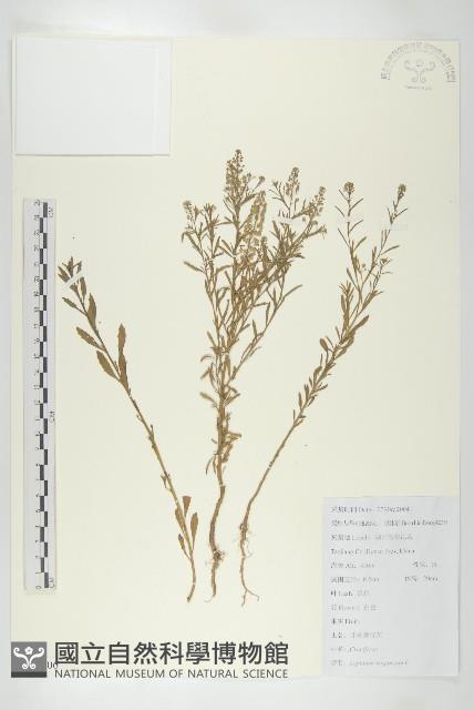 獨行菜藏品圖，第1張