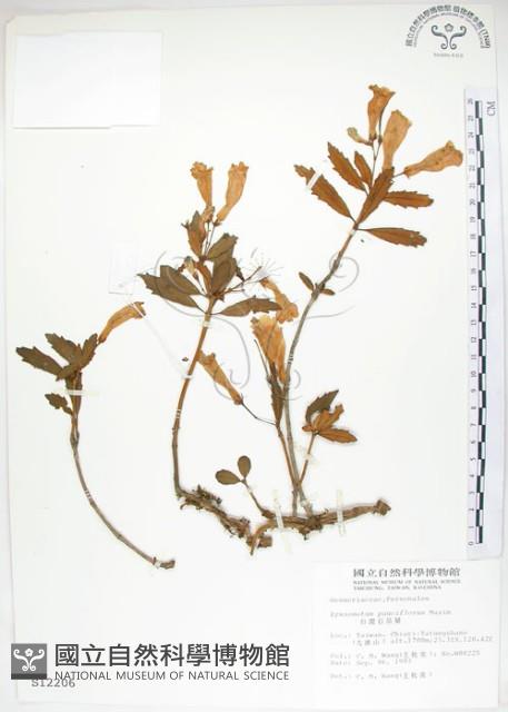 石吊蘭、吊石苣苔藏品圖，第1張