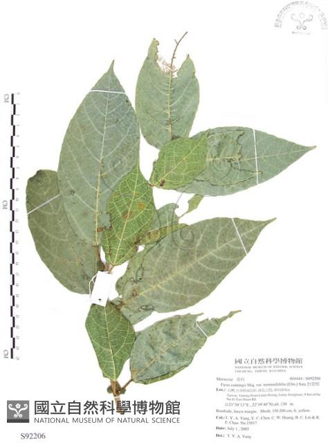 對葉榕藏品圖，第1張