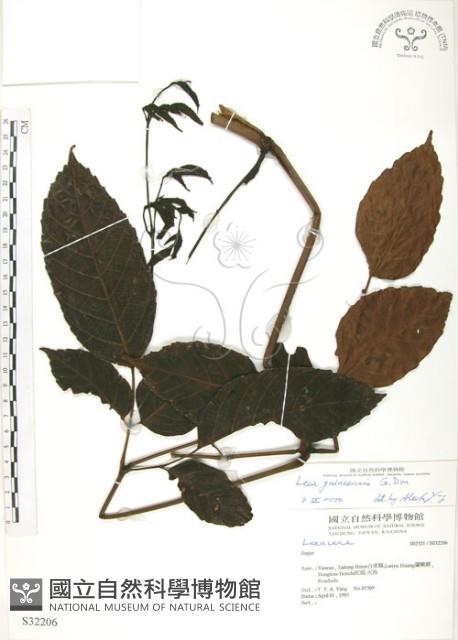 火筒樹藏品圖，第1張