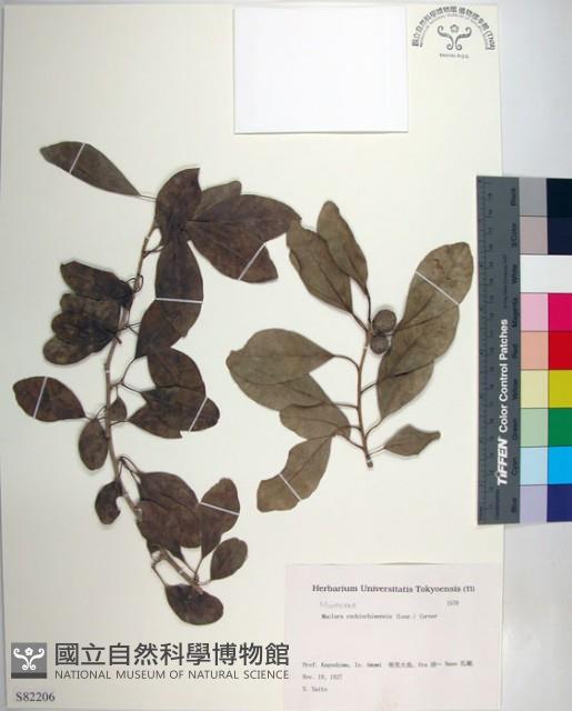 柘樹藏品圖，第1張