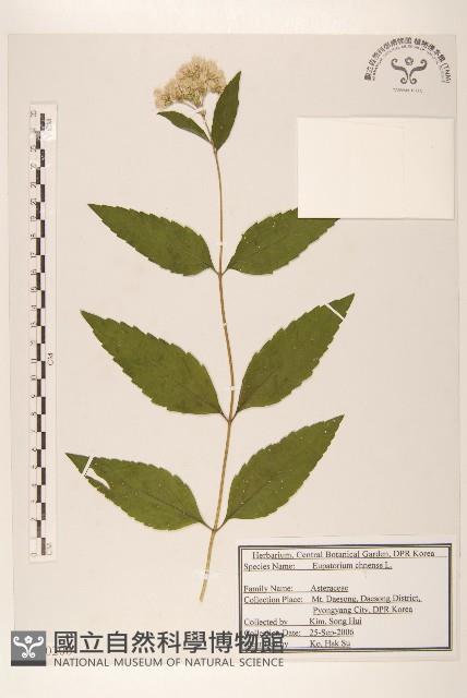 華澤蘭藏品圖，第1張