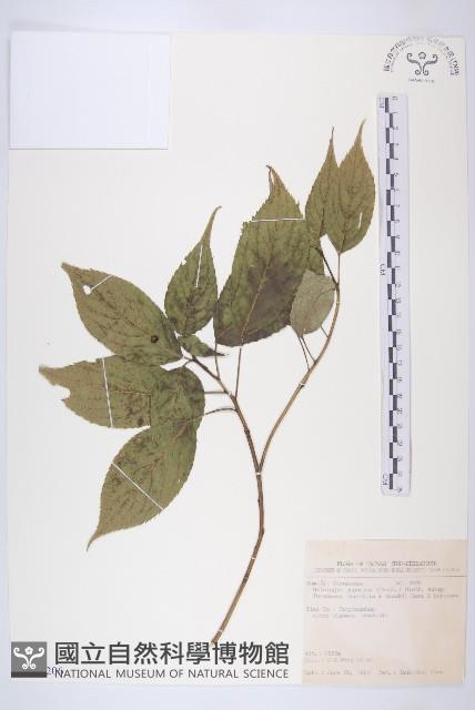 臺灣青莢葉藏品圖，第1張