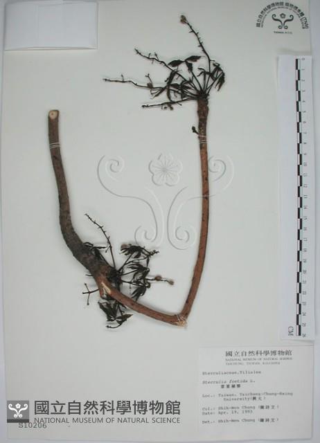 掌葉蘋婆藏品圖，第1張