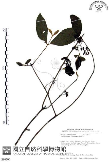 杜虹花，台灣紫珠藏品圖，第1張