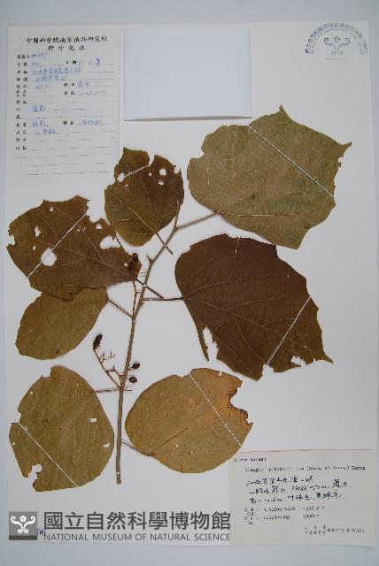 八角楓、瓜木藏品圖，第1張