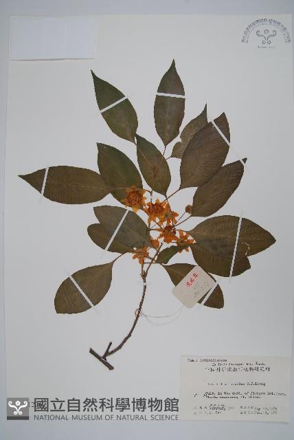 海紅豆藏品圖，第1張