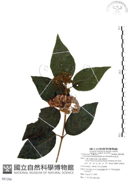 杜虹花，台灣紫珠藏品圖，第1張