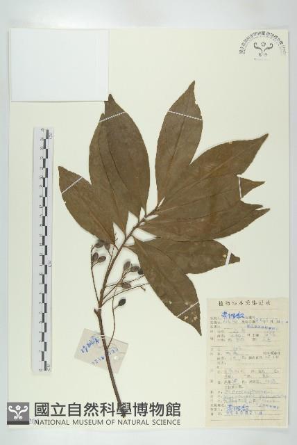 禿瓣杜英藏品圖，第1張