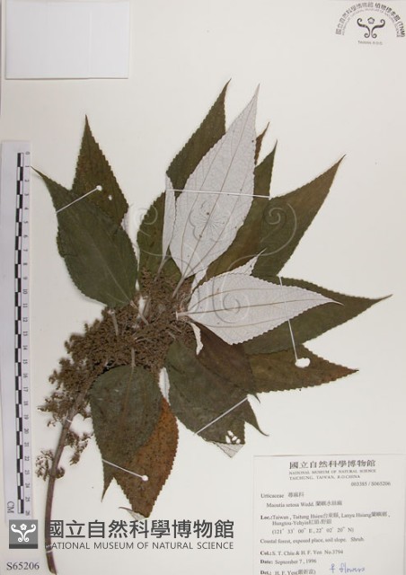 蘭嶼水絲麻藏品圖，第1張