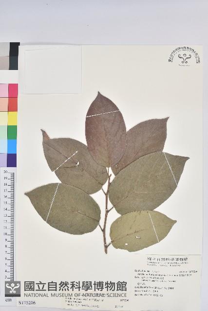 紅頭五月茶藏品圖，第1張