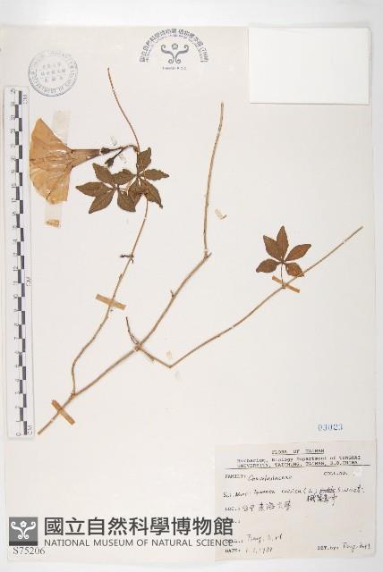 番仔藤藏品圖，第1張