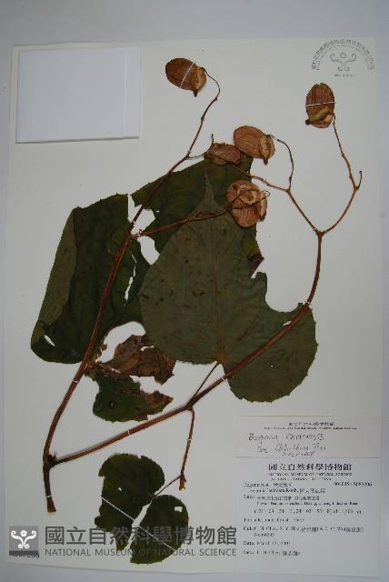 溪頭秋海棠藏品圖，第1張