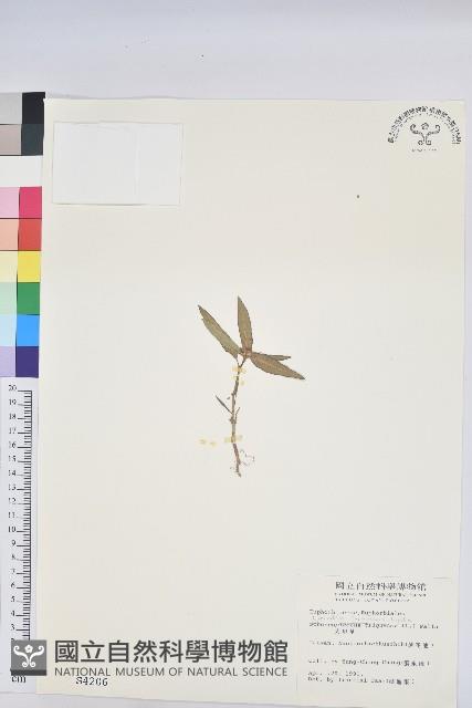 臺灣大戟藏品圖，第1張