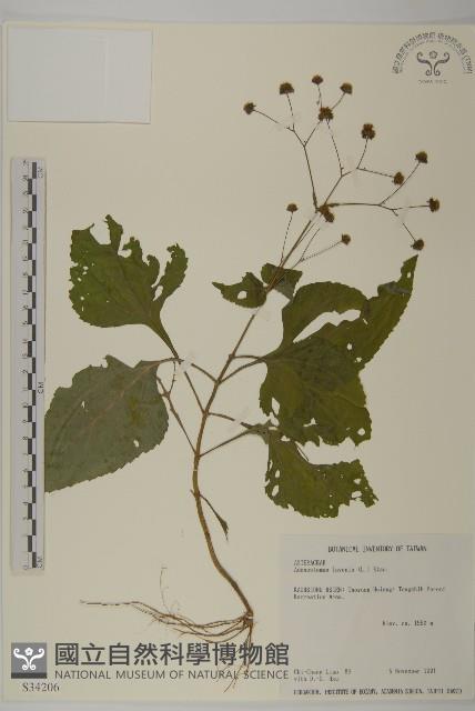 下田菊藏品圖，第1張