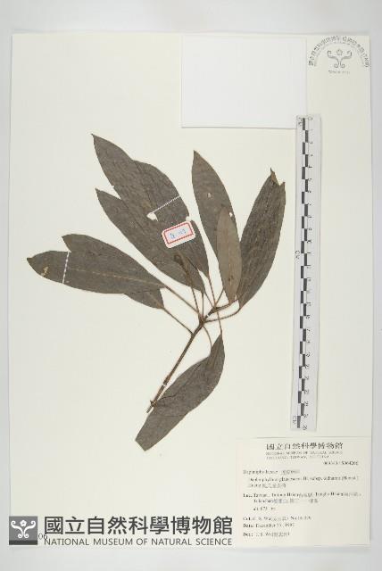 耿氏虎皮楠藏品圖，第1張