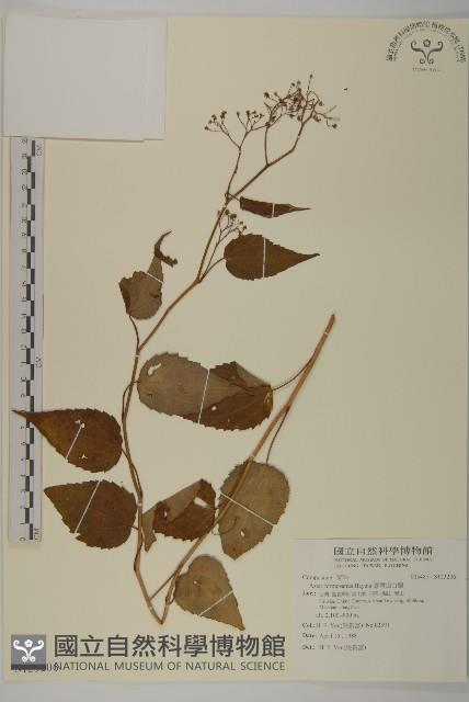 Accession Number:S123206 Collection Image, Figure 1, Total 2 Figures