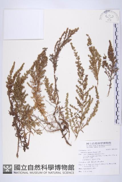 牡蒿藏品圖，第1張