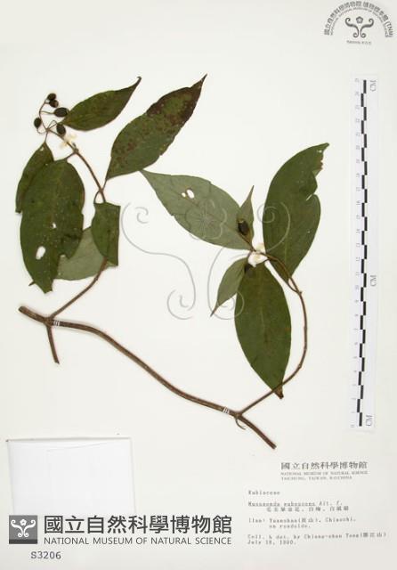 毛玉葉金花藏品圖，第1張