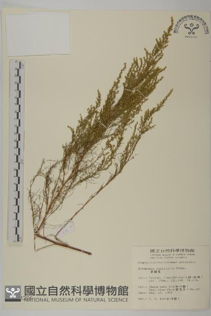 茵蔯蒿藏品圖，第1張